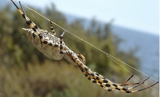 065 - Araignee d'espagne (2)